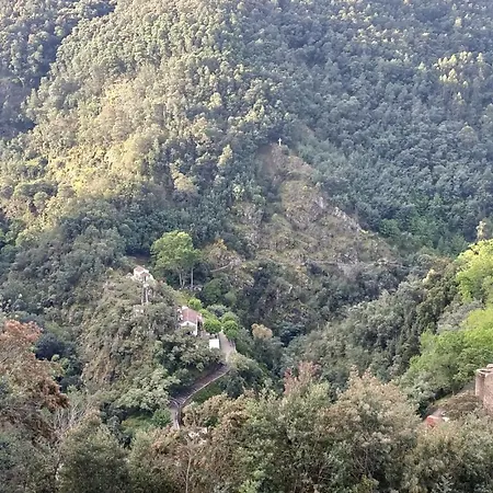 Lousa's Brown & White Lousã