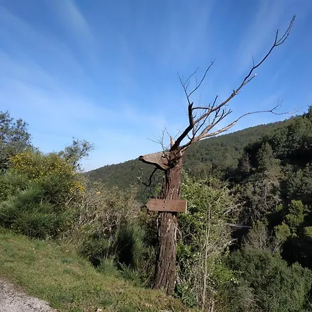 Lousa's Brown & White * Lousã