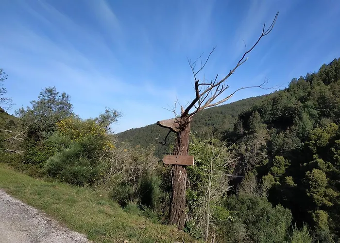 Lousa's Brown & White * Lousã